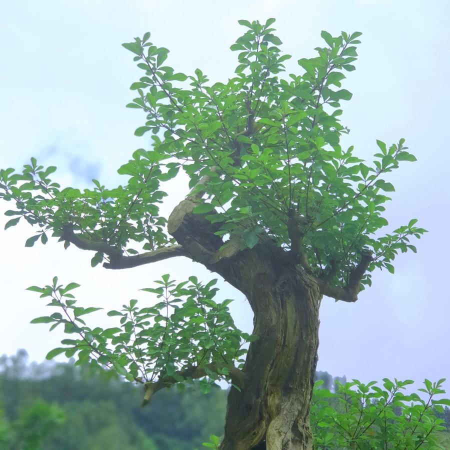 Alam Bali Lake View Bangli Esterno foto